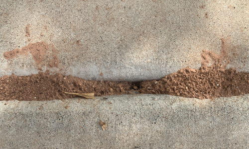 pavement ant infestation near washington dc