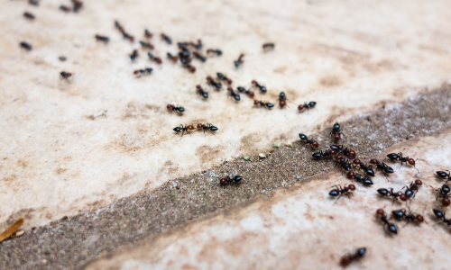 ant control need for ants on pavers in washington dc