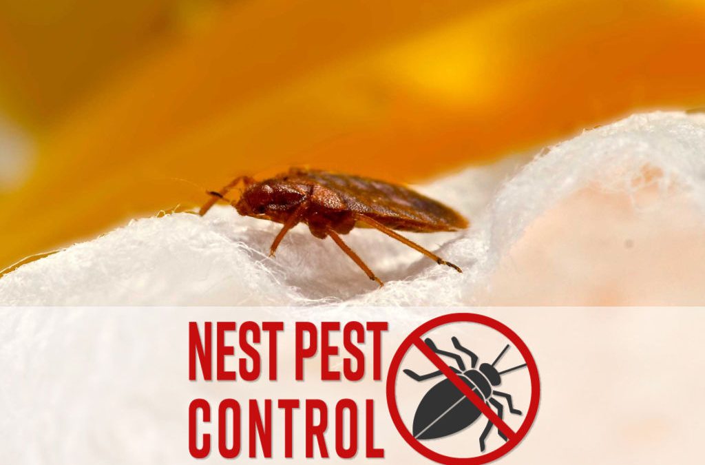 bed bug on fabric with nest pest control logo