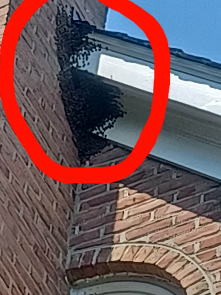 bee swarm in soffits near washington dc
