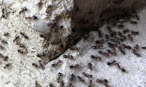ants near arlington virginia