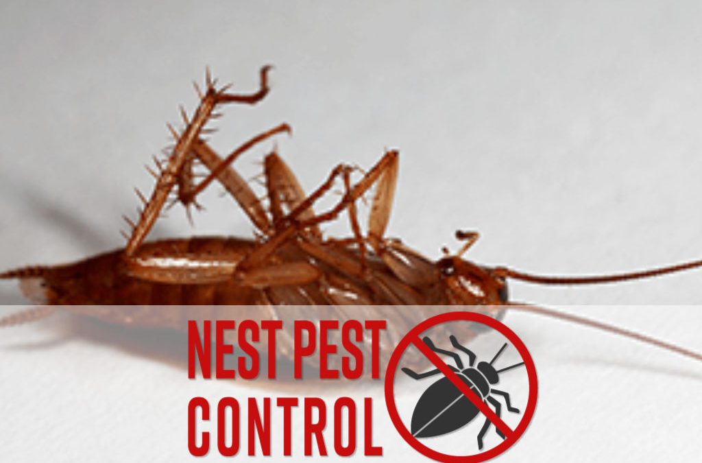 dead cockroach with nest pest control logo