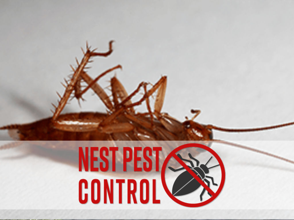 dead cockroach with nest pest control logo