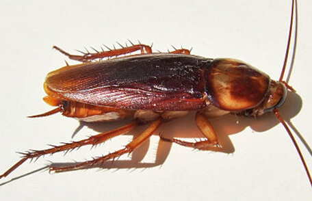 cockroach in washington dc