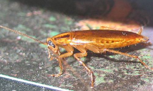 german cockroach near washington dc