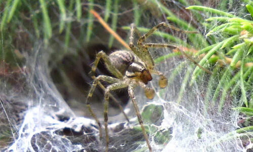 grass spider in burrow near washington DC