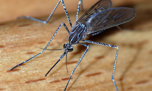 Culiseta longiareolata mosquito washington dc 