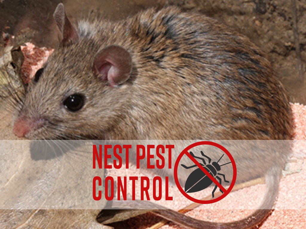 https://nestpestcontrolwashingtondc.com/wp-content/uploads/2022/07/mouse-control-1-featured-washington-dc.jpg