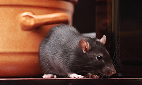 grey rat for exterminator washington dc