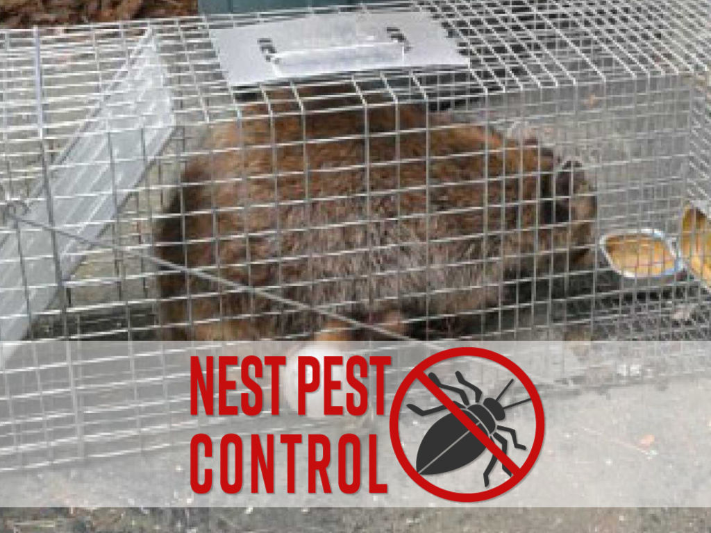 raccoon in cage with nest pest control logo