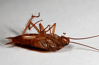 dead cockroach in washington dc