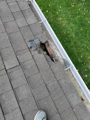 hole in roof due to wildlife entry near washington dc