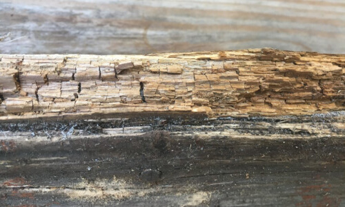 wood rot from termites. needs termite control