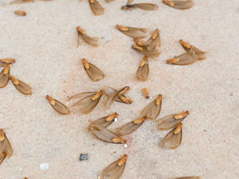brown winged termites from swarm near washington dc