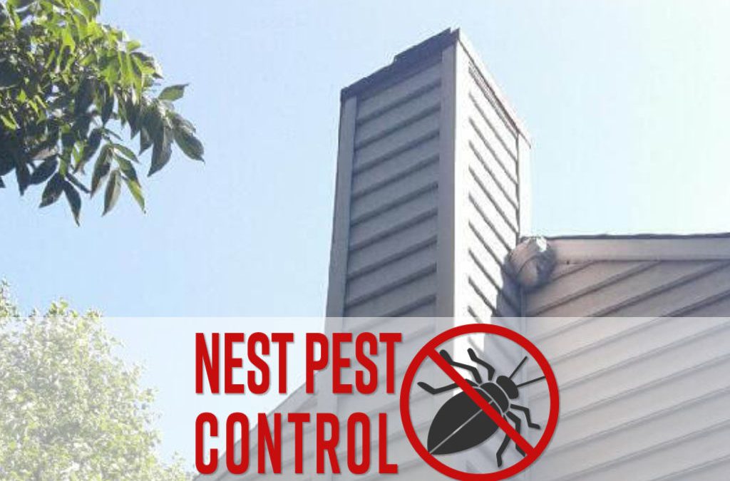 Hornet Nest Removed