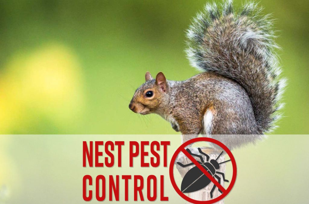 I had an amazing experience with Nest Pest Control