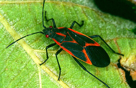 box elder bug on leaf in washington dc