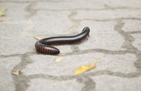 millipede on paver near washington dc